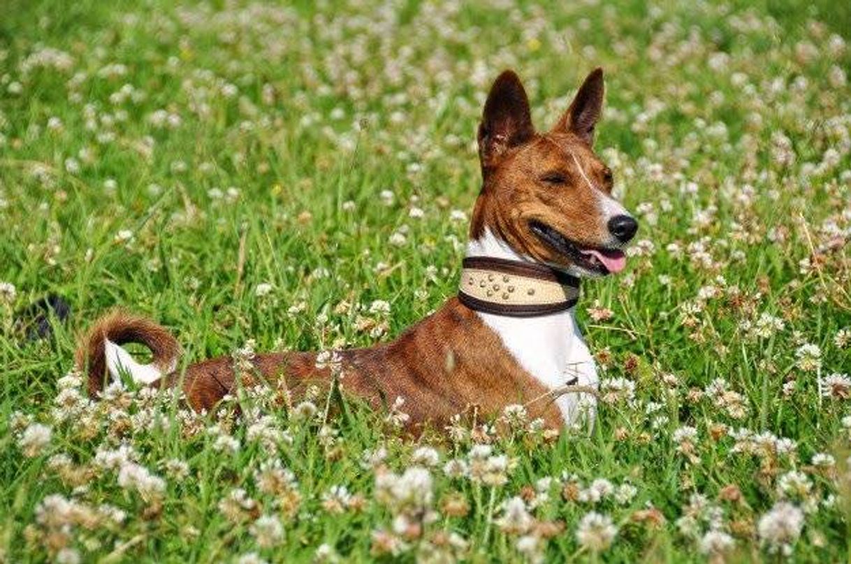 Social Basenji