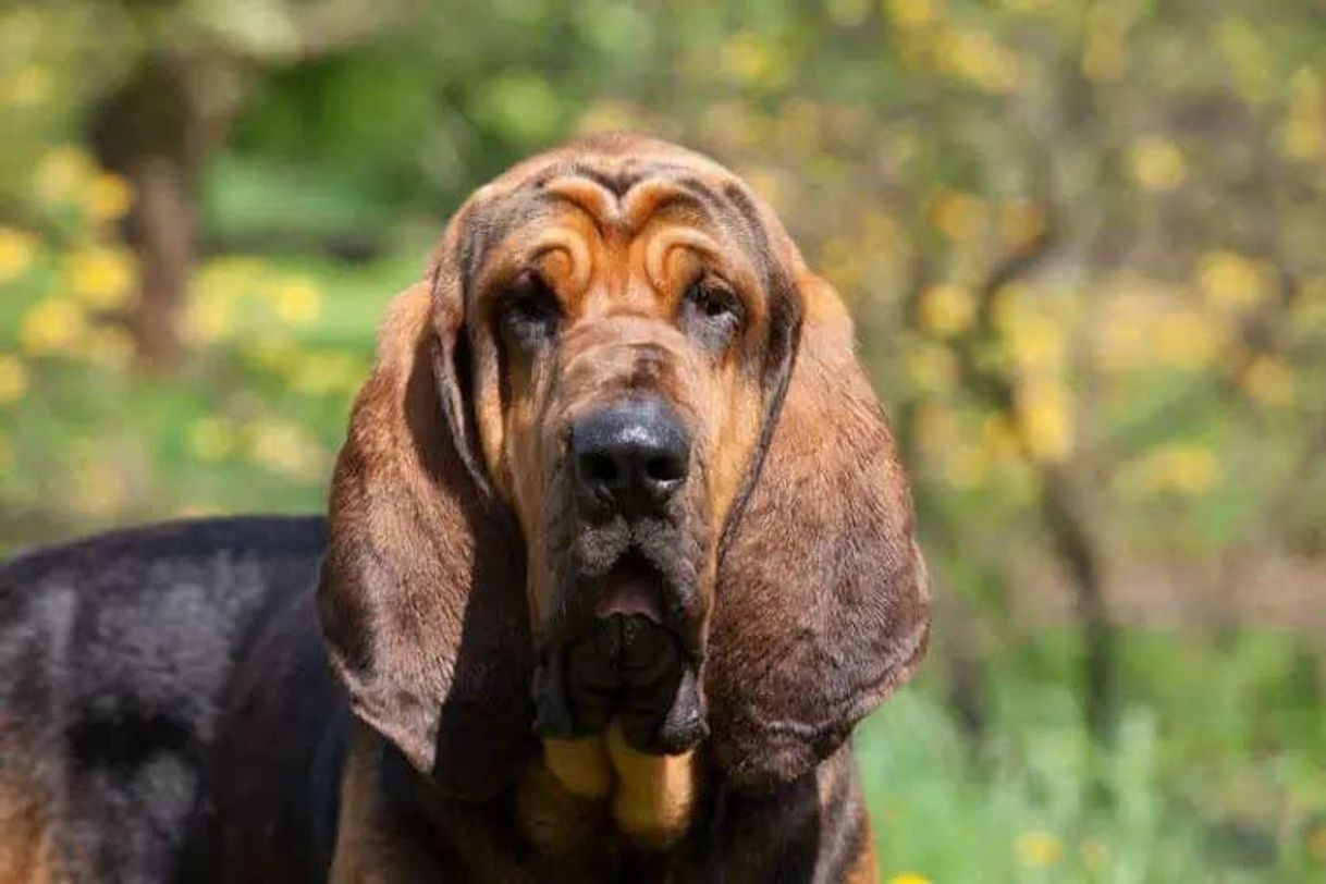 Social Bloodhound