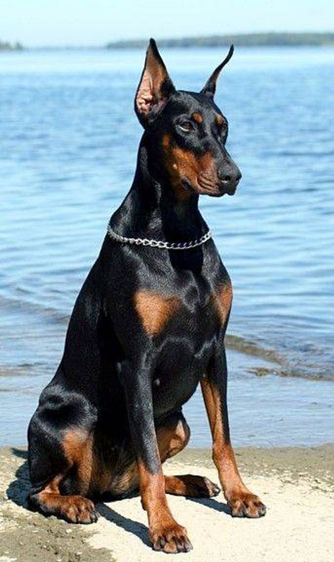 Social Doberman
