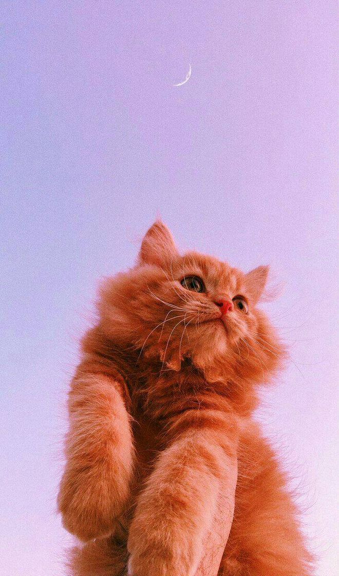 Moda Cat Wallpaper 🐱❤