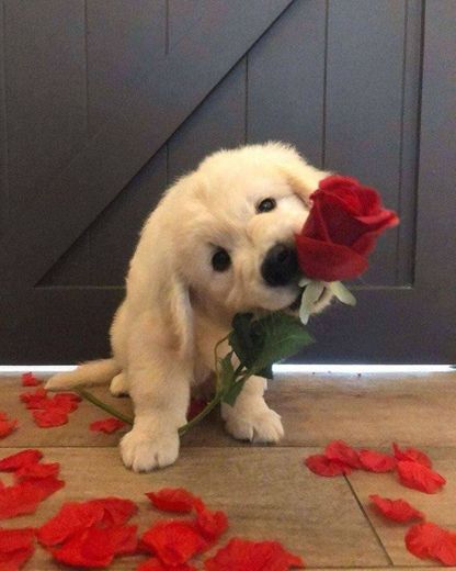Cachorrinho com uma Rosa ❤⚘
