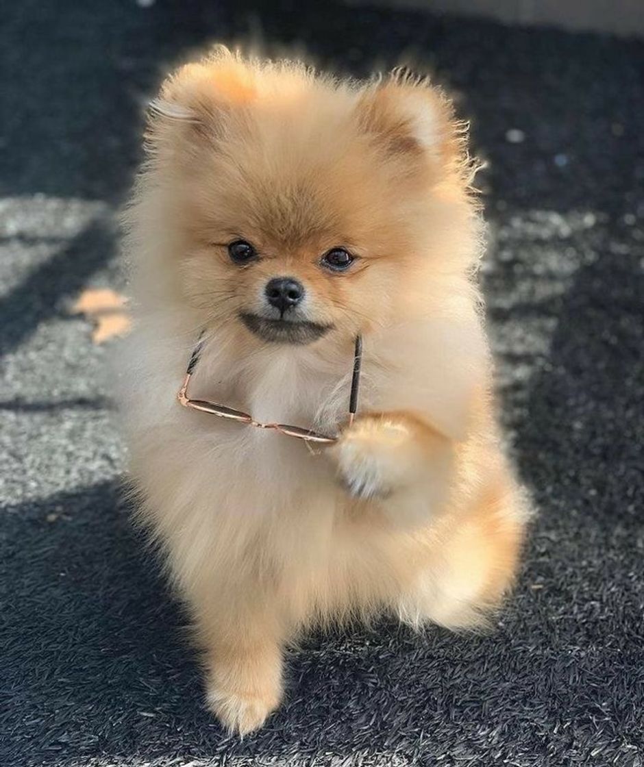 Fashion Lulu da pomerânia 