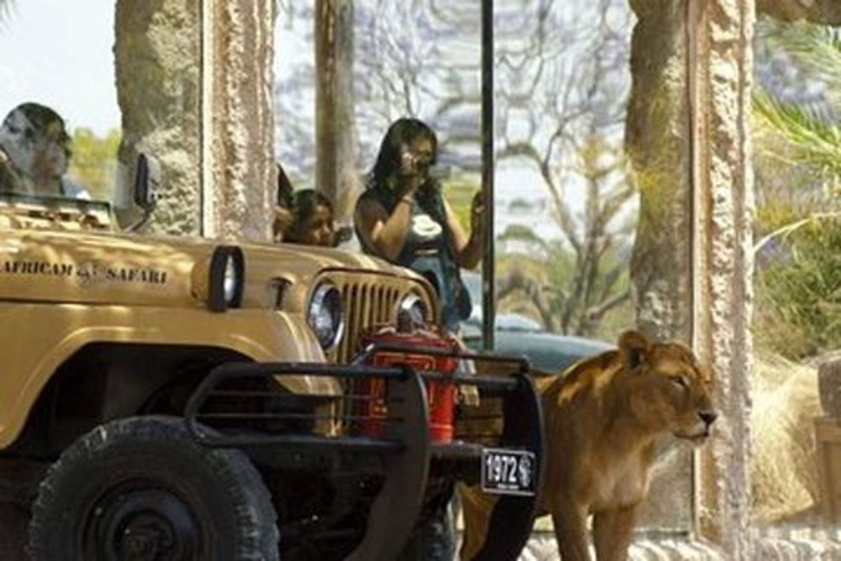 Place Africam Safari