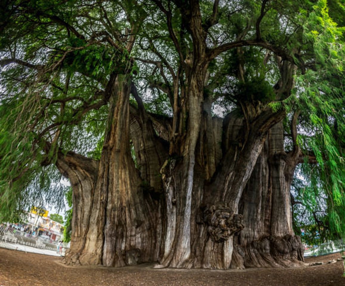 Place Árbol del Tule