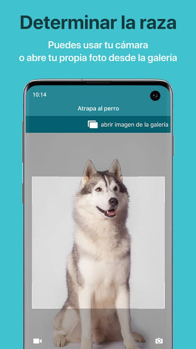 App Dog Scanner