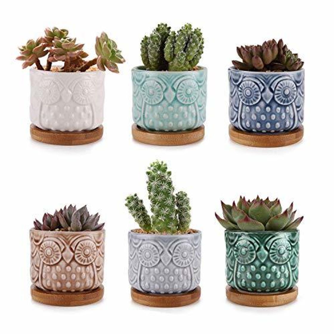 Social ComSaf Planta Maceta de Suculento Blanco 8.5CM Paquete de 6