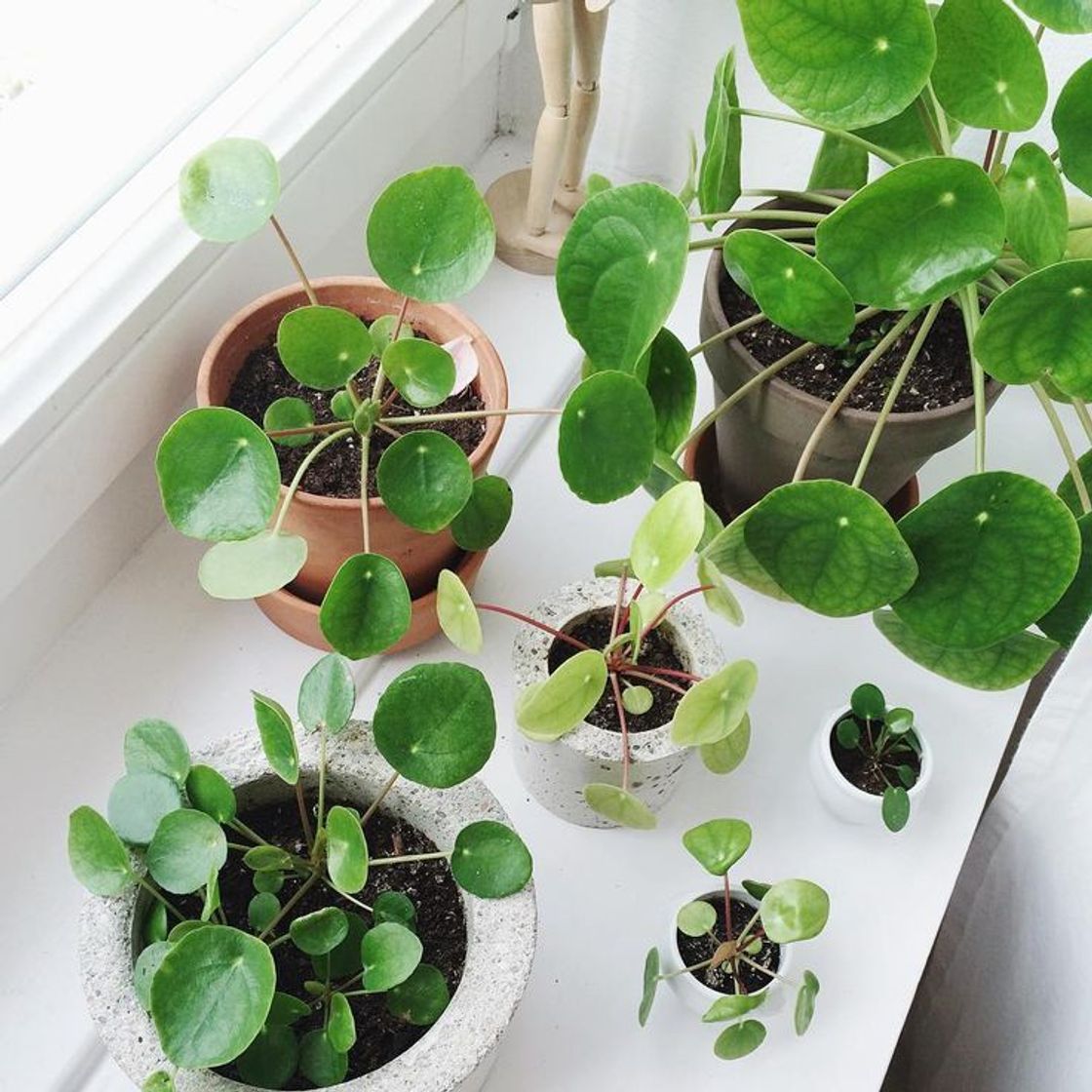 Fashion Pilea Peperomioides (Planta del dinero chino) 