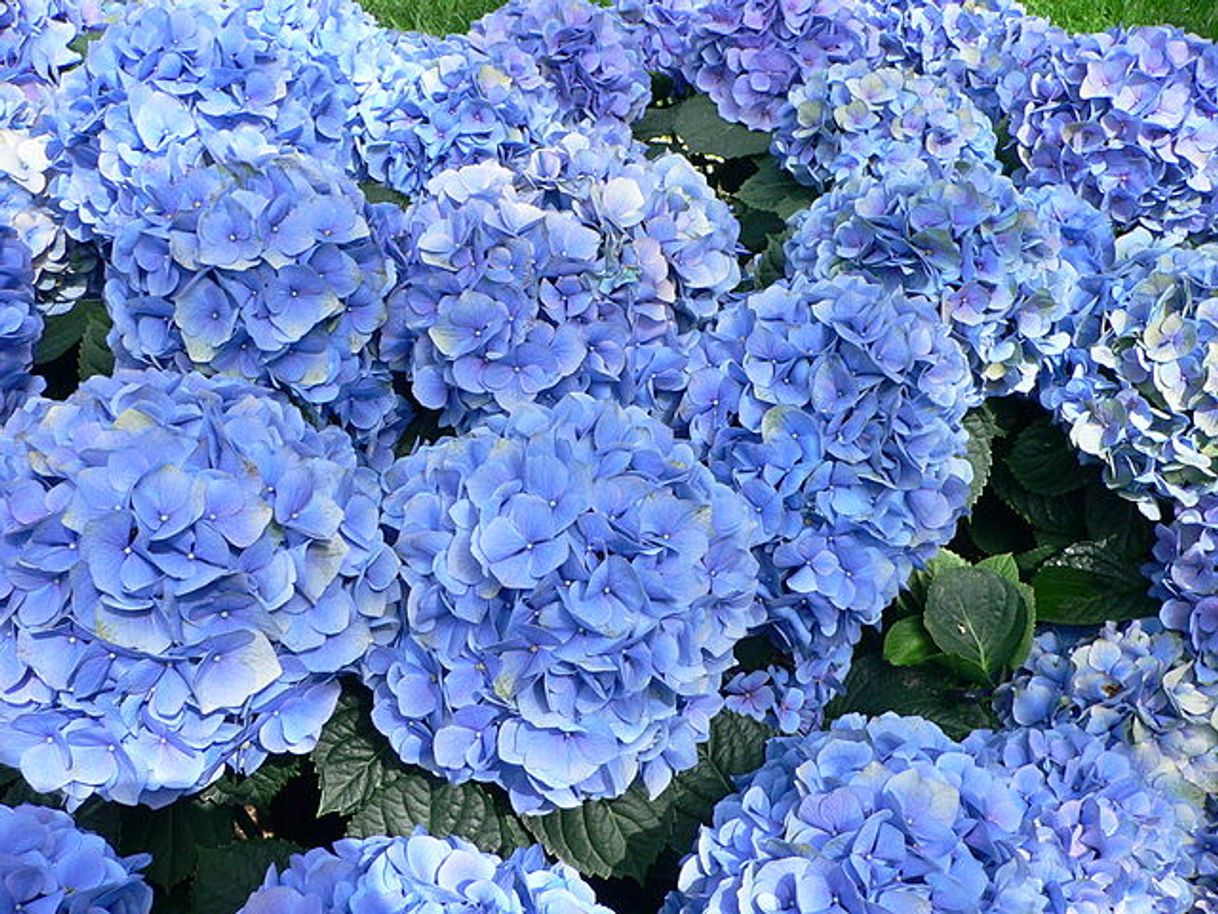 Moda Hortensia,  Hydrangea macrophylla