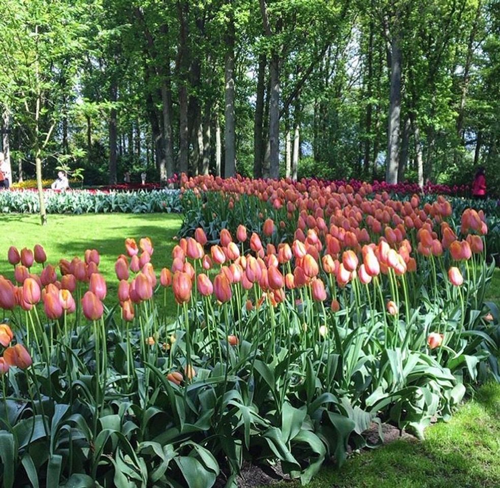 Place Keukenhof HOLLAND