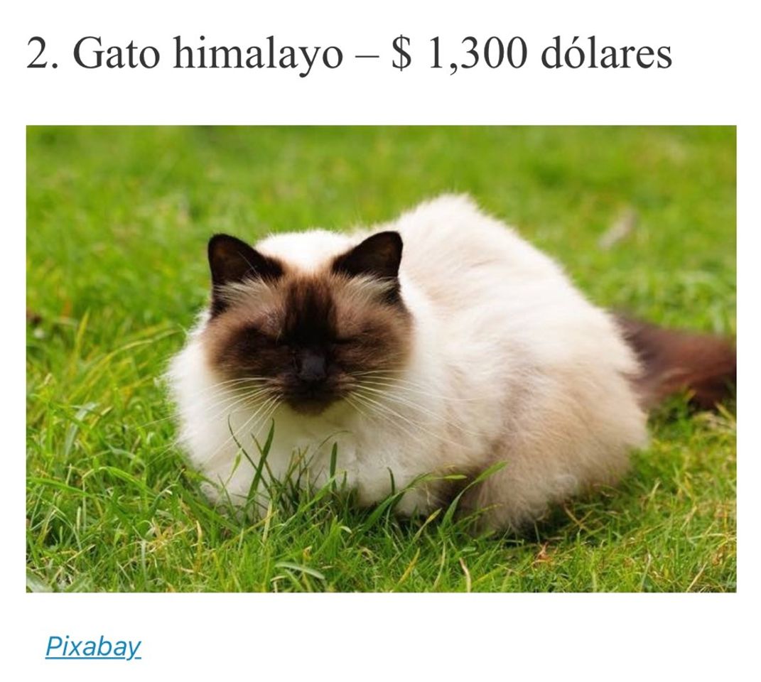 Fashion El día de hoy tenemos a el gato Himalayo con $1300 dolares 