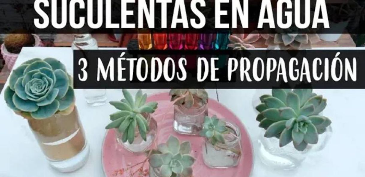 Moda REPRODUCIR SUCULENTAS EN AGUA-LOGROS EN 1 SEMANA 🌱☘