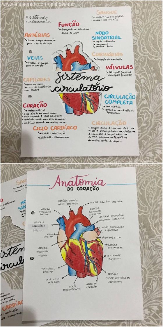 Anatomia do coração ❤️