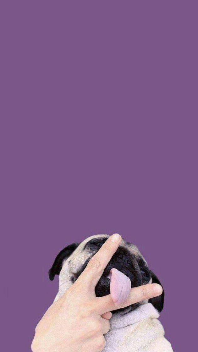 Moda Pug morado