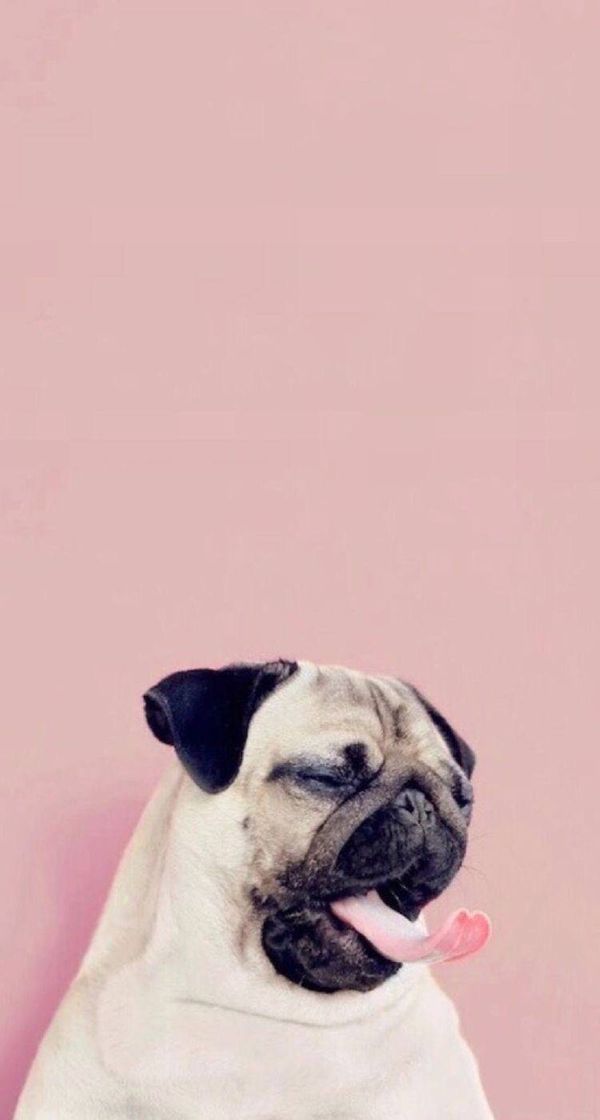 Moda Pug pink