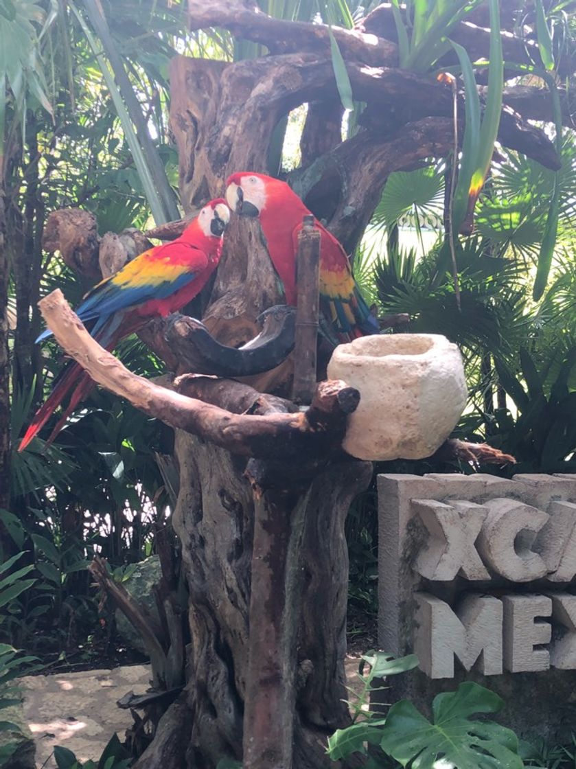 Place XCARET