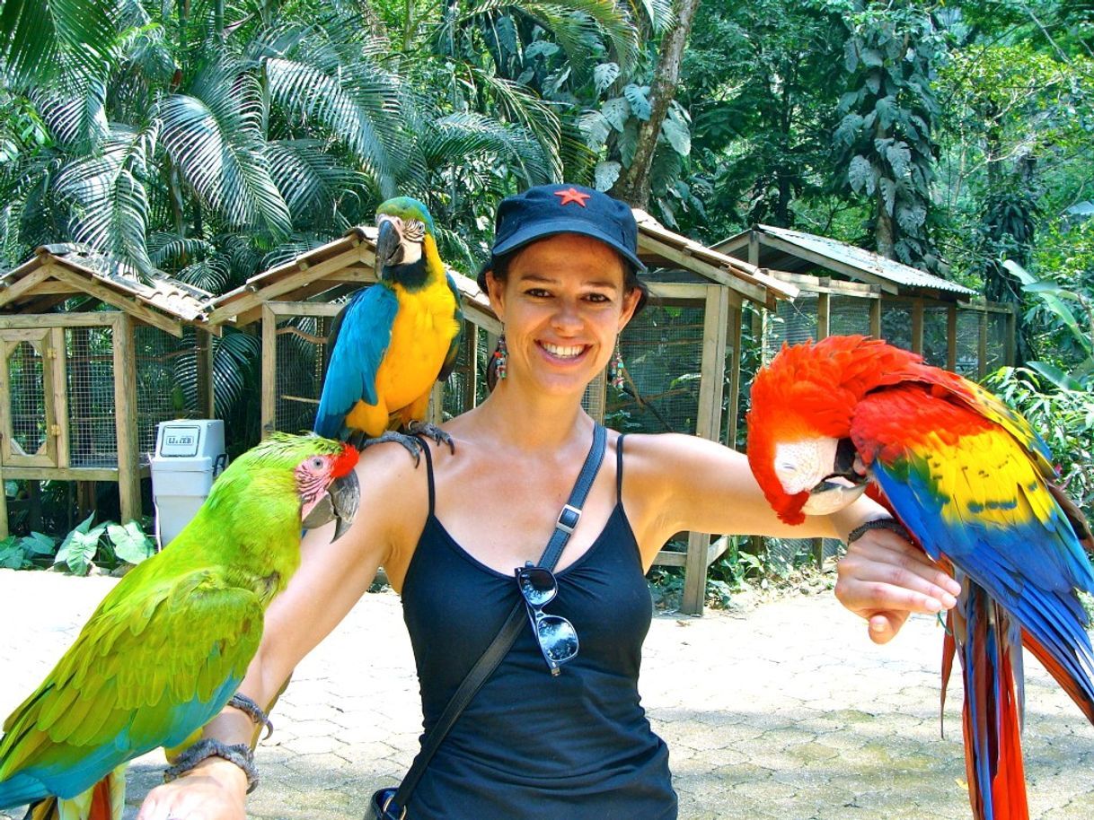 Lugares Macaw Mountain Bird Park