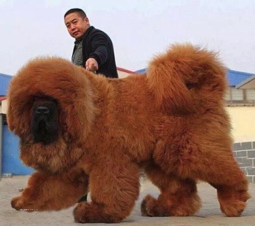 Perro, Mastín Tibetano.