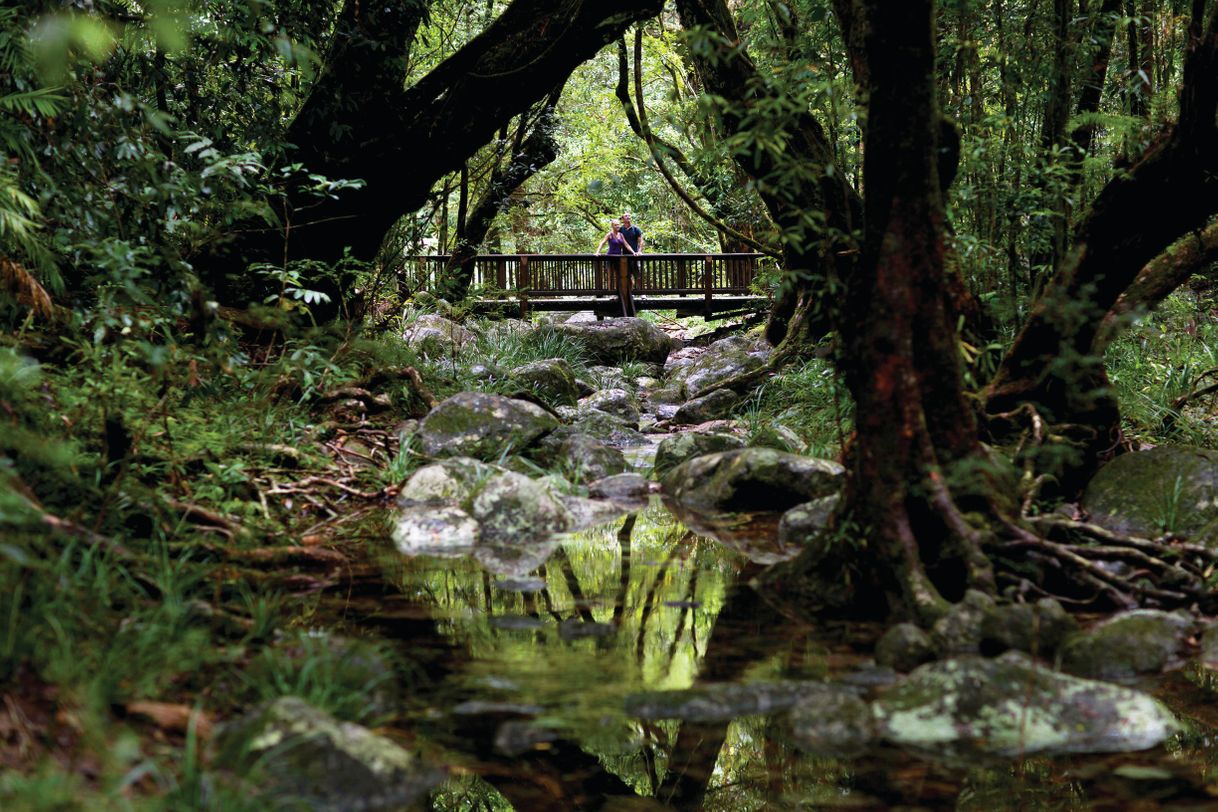 Place Parque nacional Bosque del Sureste