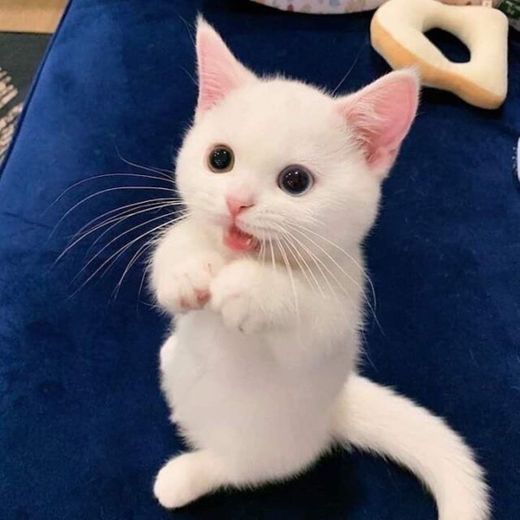 Cutie white cat 🤍