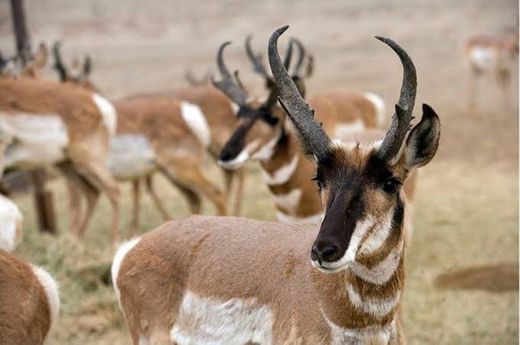 Reserva de la Biosfera El Vizcaíno