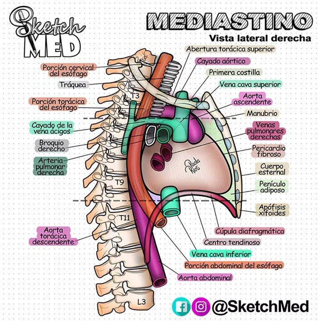 Moda Mediastino✨