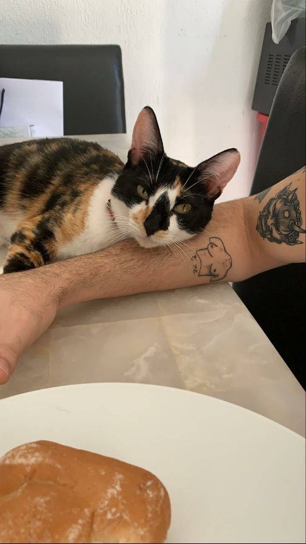 Social Gatos 🐈
