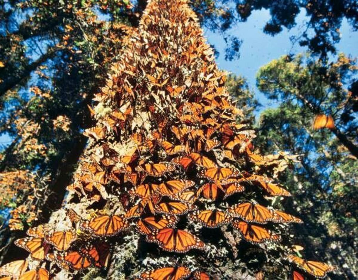 Lugar Reserva de la Biósfera Santuario Mariposa Monarca