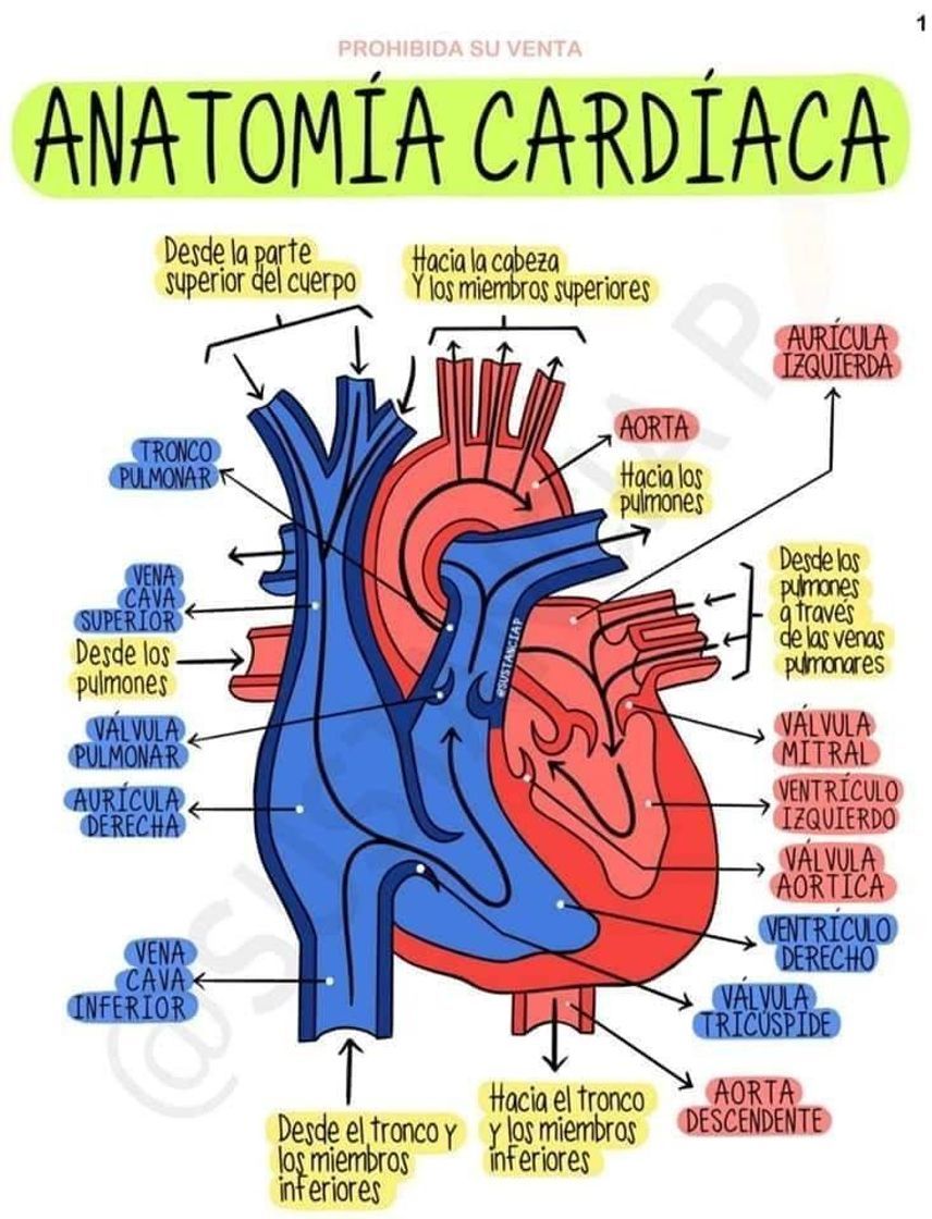 Fashion Anatomía cardíaca ❤️