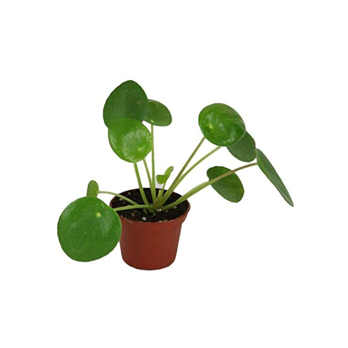 Producto Rosepoem Planta de dinero 50pcs Semillas Pilea Peperomioides Pancake Gérmenes del árbol Forma Inicio decoración de jardín