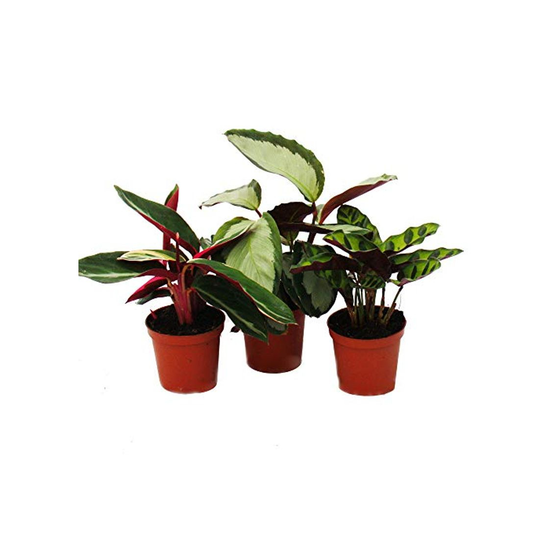 Producto Shadow plants set of 3 - with unusual leaf pattern - Calathea