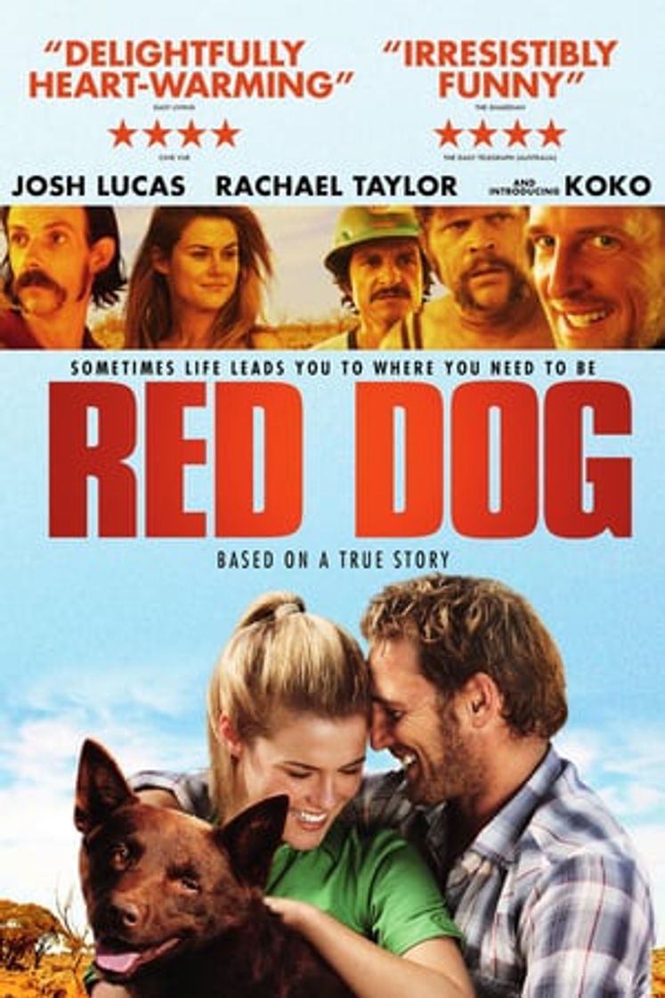 Película Red Dog, una historia de lealtad