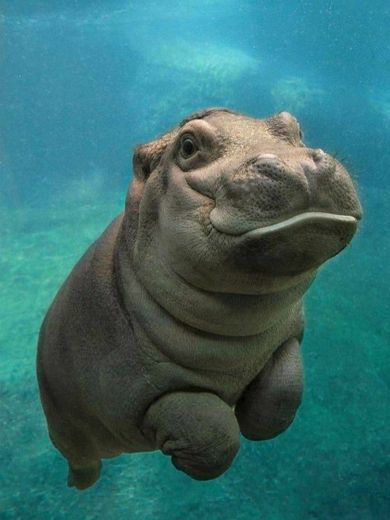 Hipopótamo 