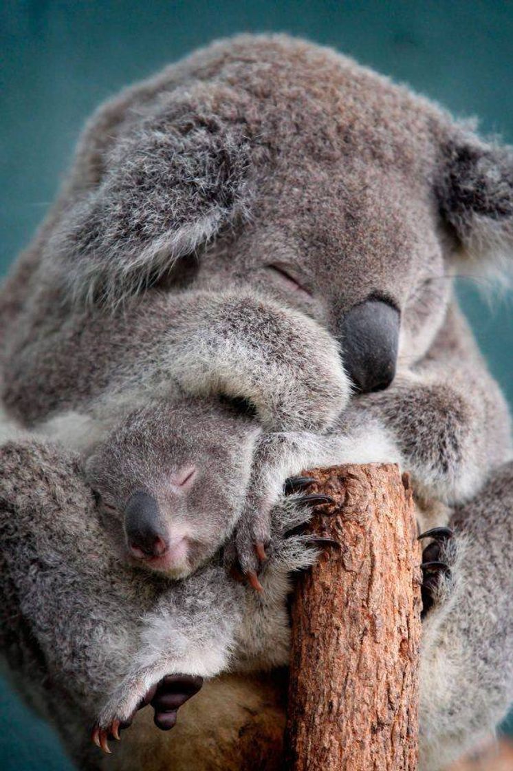 Social Koalas