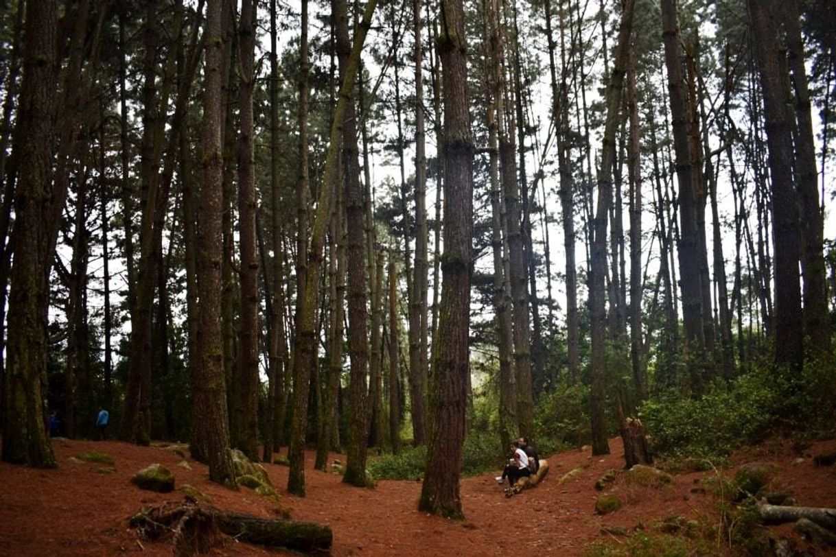 Lugar Bosque de pino
