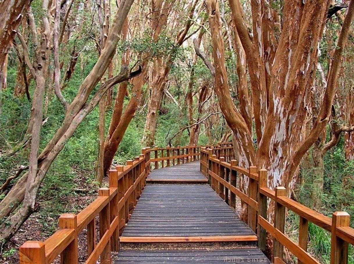 Lugar Bosque de Arrayanes