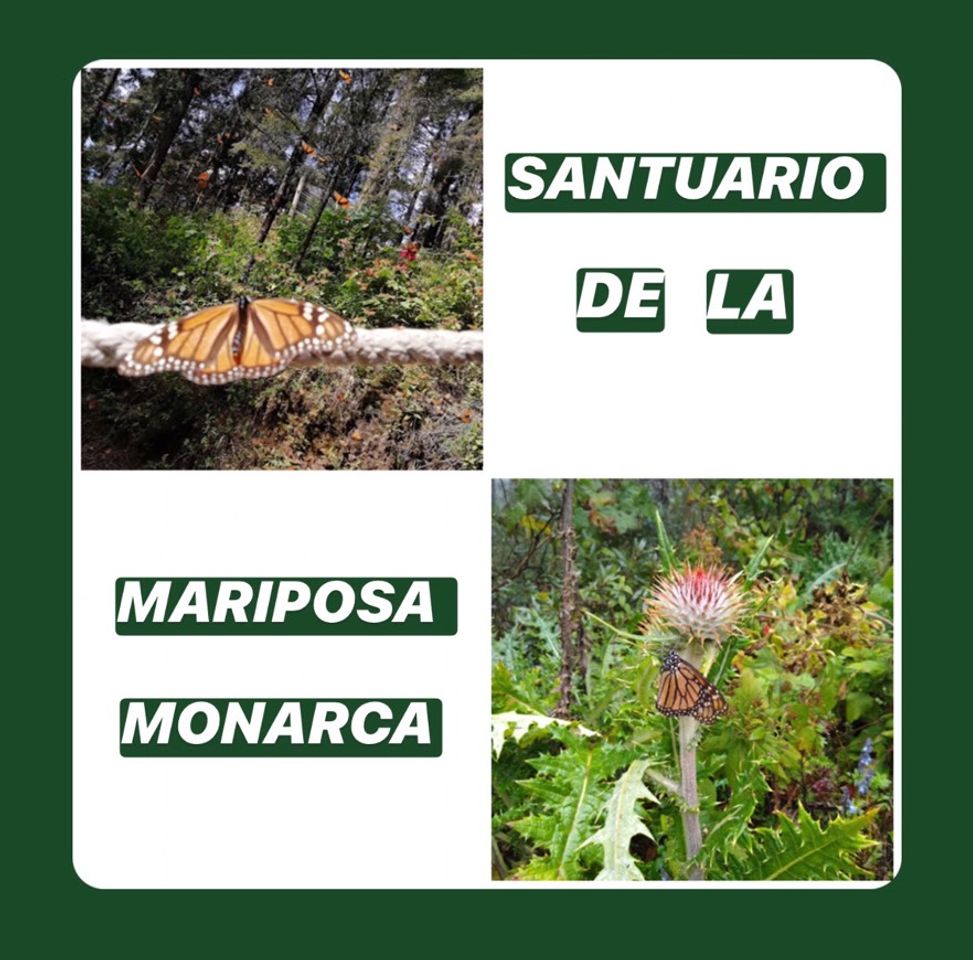 Lugar Santuario mariposa monarca valle de bravo