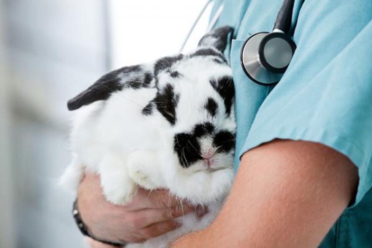 Moda Esterilización de un conejo 