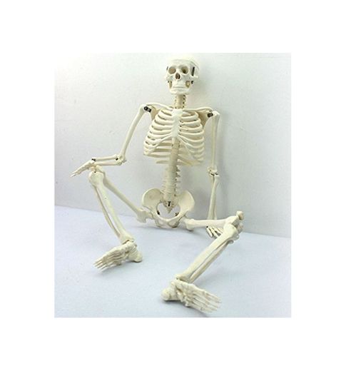 Tiptiper Esqueleto anatómico humano de la anatomía de 45CM para los coleccionables modelo de enseñanza médicos