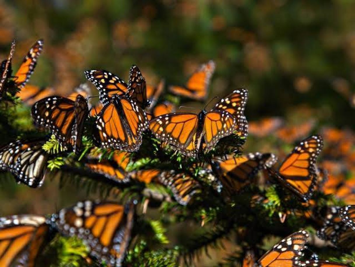 Place Reserva de la Biósfera Santuario Mariposa Monarca