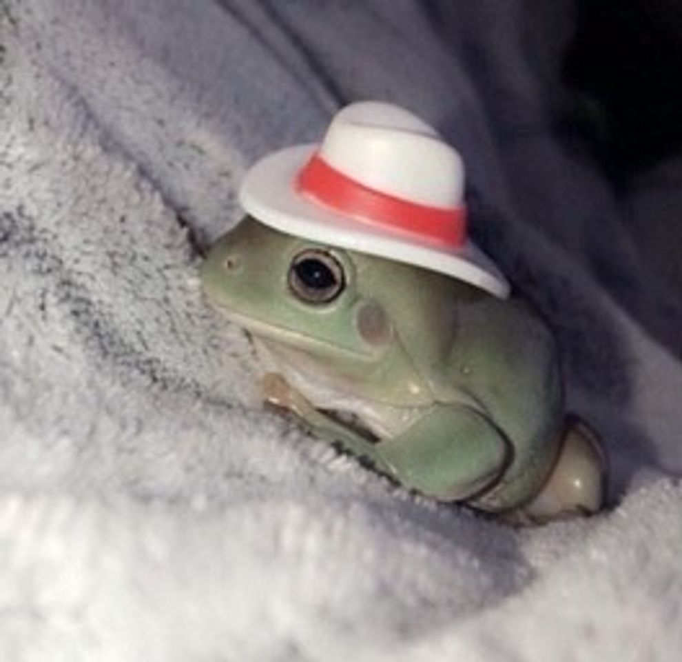 Moda Frog com chapéu 