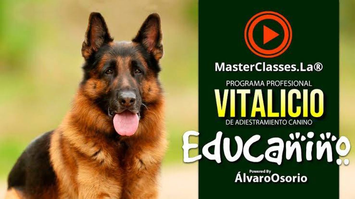 Fashion Educanino-entrenamiento de perros