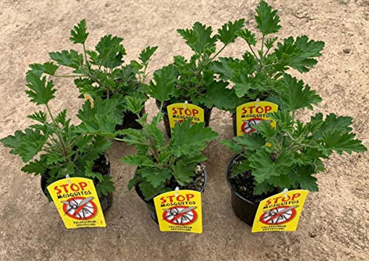 Producto Planta Antimosquitos-Citronella-Pack 6 Plantas - Geranio