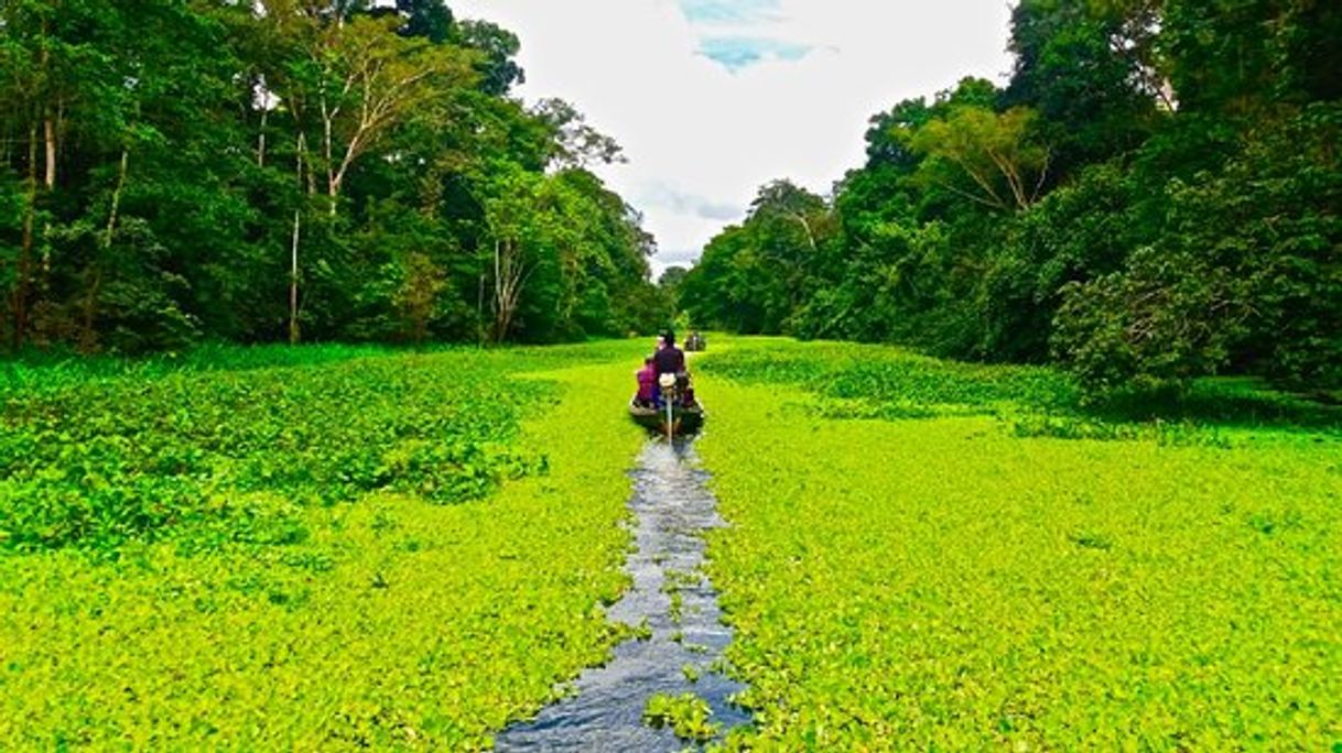 Lugar Rio Amazonas