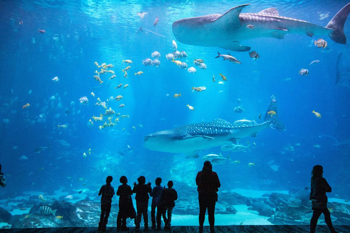 Place Georgia Aquarium