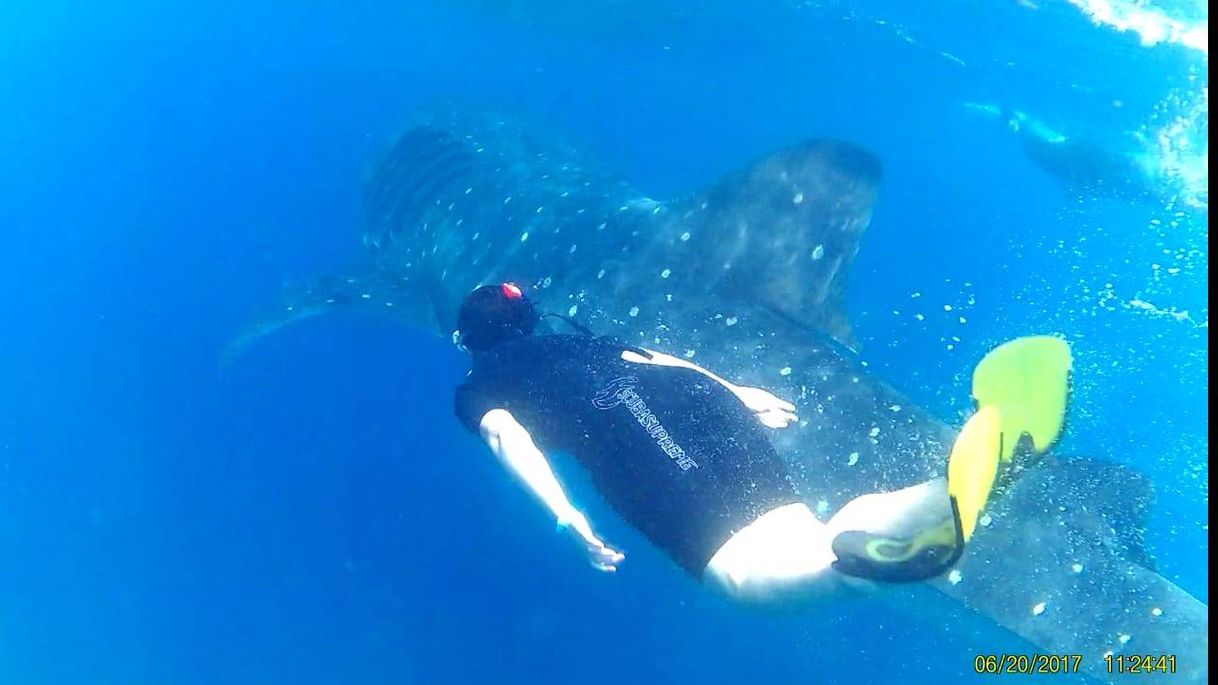 Moda Nado con tiburón ballena ❤️