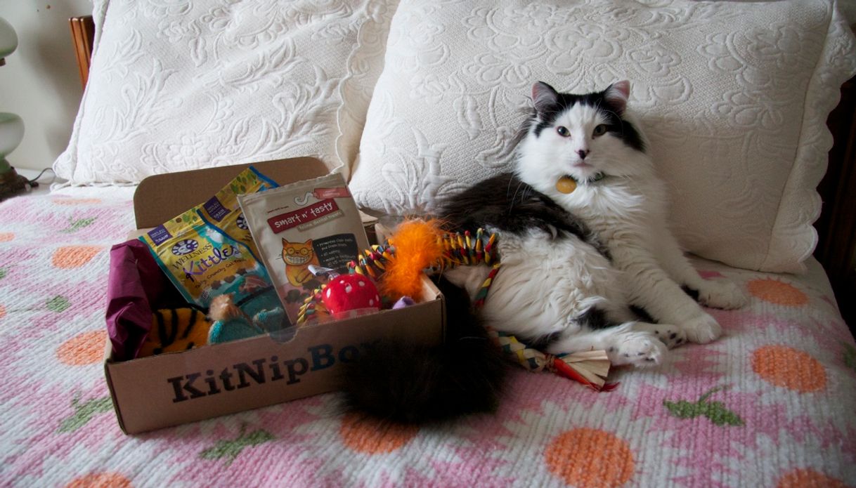 Moda KitNipBox: Monthly cat subscription box of cat toys, cat treats, and ...