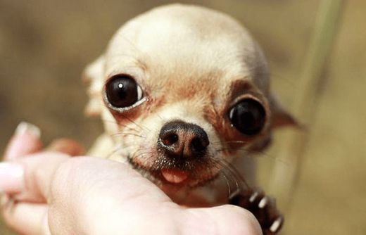 Chihuahua cabeza de manzana 