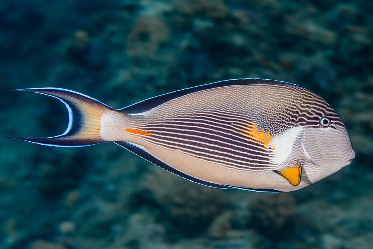 Moda Poisson-chirurgien zébré 