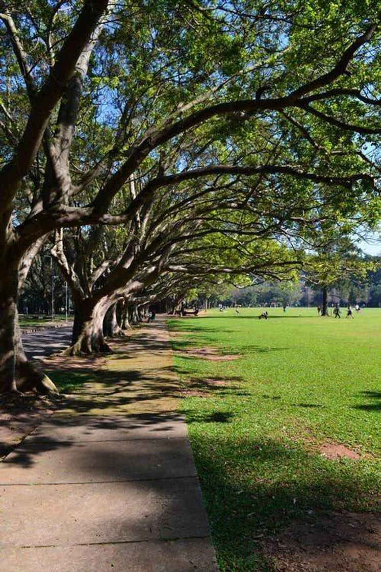 Lugar Ibirapuera