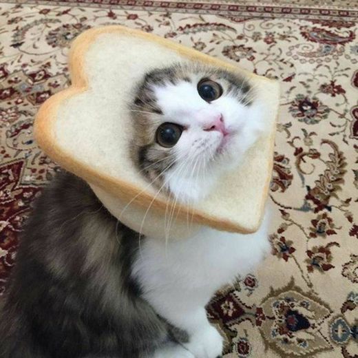 Gatinho com pãozinho 🐱🍞